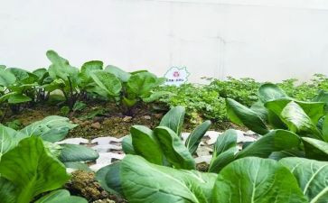 购蔬菜合同模板6篇
