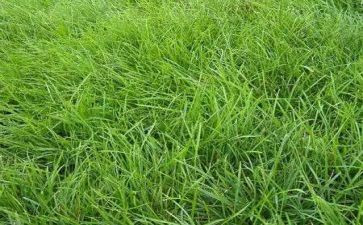 草房子读后感心得体会5篇
