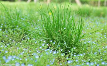草房子读后感参考7篇