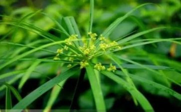 草的作文素材300字8篇