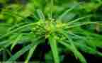 古诗草教案8篇