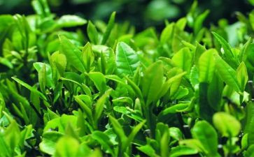 销售茶工作总结精选8篇
