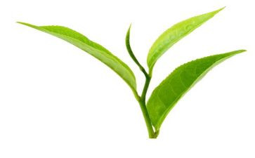 幼儿园中班关于茶的教案优秀8篇