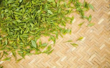 茶心得体会500字5篇