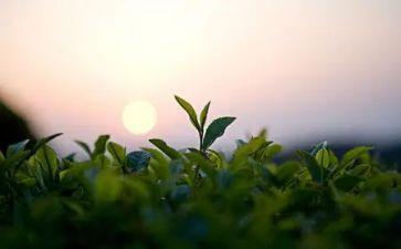 销售茶工作总结推荐6篇