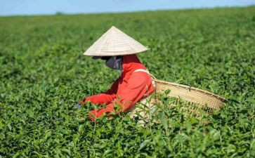 茶文化的心得体会6篇