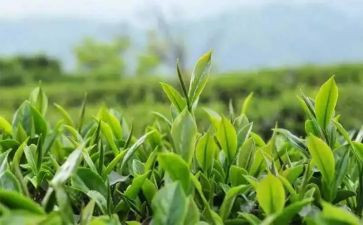 关于茶的演讲稿两百字7篇