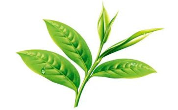 茶心得体会500字优秀8篇