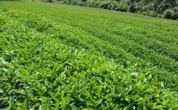 茶心得体会500字精选8篇
