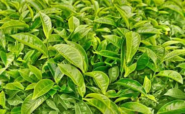 幼儿园关于茶的语言教案优质7篇