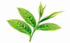茶心得体会500字优秀8篇