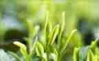 不是茶读后感通用6篇
