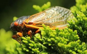 介绍蝉的作文600字推荐8篇