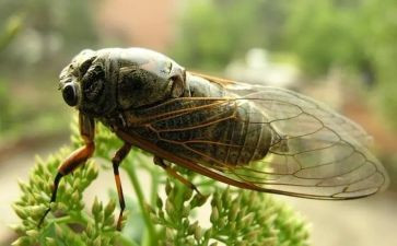 介绍蝉的作文600字模板7篇