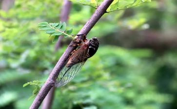 介绍蝉的作文600字参考8篇