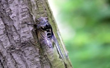 介绍蝉的作文600字优秀7篇