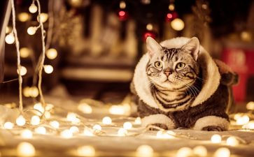 写宠物的作文优秀6篇