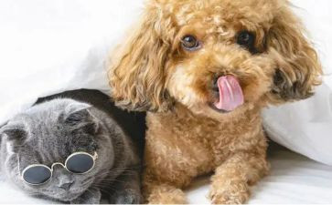 写宠物的作文推荐5篇