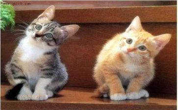 写宠物的作文优质8篇