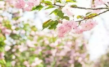 青春期心理健康教育教案7篇