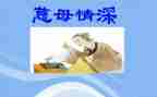 慈母情深的教案7篇