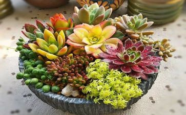 多肉?A作文优秀6篇