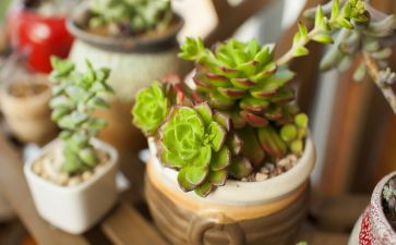 多肉多作文优秀8篇