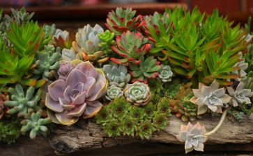 多肉?A作文推荐8篇