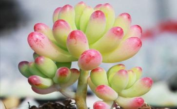 多肉多肉作文优秀8篇