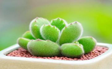 我的多肉植物作文7篇