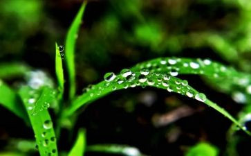 我心灵的甘露600作文精选5篇