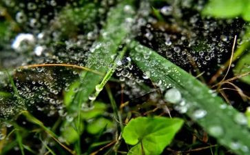 我心灵的甘露600作文8篇