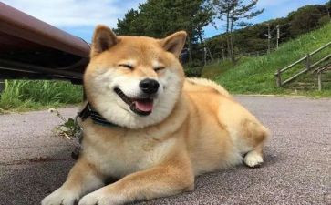 狗的故事读后感精选7篇