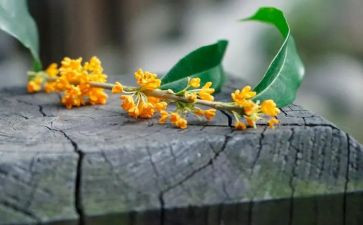 桂花的作文300字6篇