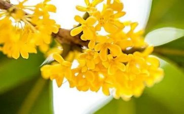 家乡的桂花树作文推荐5篇