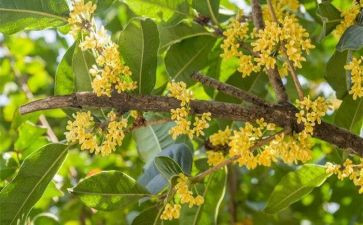 家乡的桂花树作文模板6篇