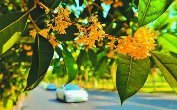 桂花作文600字精选5篇