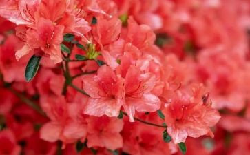 读《朝花夕拾》心得体会600字6篇