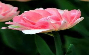 朝花希拾读后感7篇