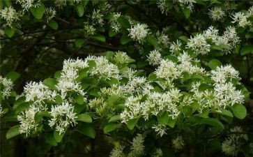 《青铜葵花》读后感模板6篇