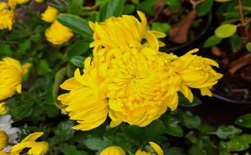 关于菊的作文600字精选5篇