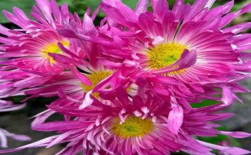 关于菊的作文600字6篇