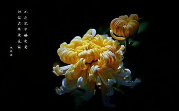 菊花作文500字作文6篇