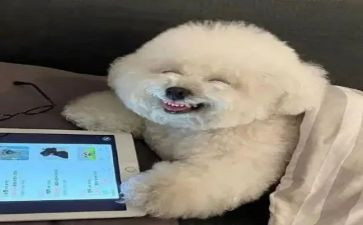 我家的开心果作文8篇