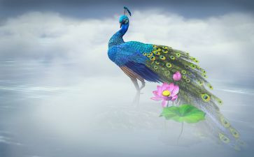 关与孔雀的作文7篇