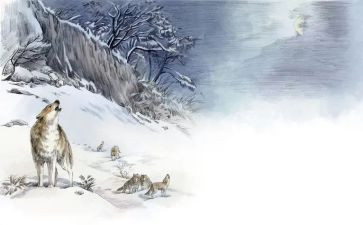 狼王梦的心得体会5篇