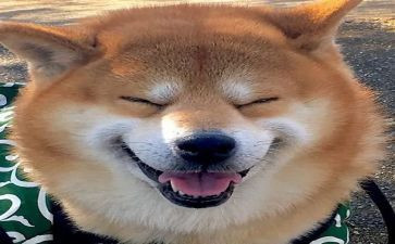 乐观的演讲稿800字6篇