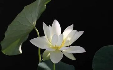 莲花的教案最新8篇