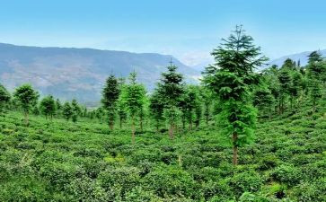 2024年林业个人总结范文5篇