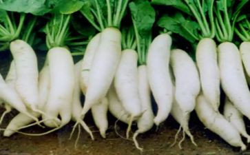 幼儿园小班画萝卜教案优秀8篇